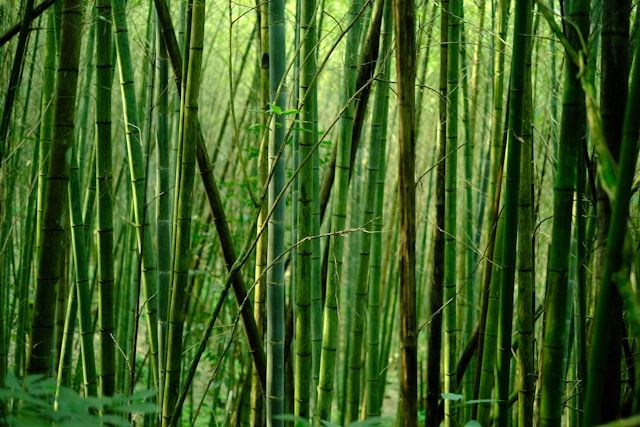 대나무 영어로 (Bamboo, Phyllostachys 차이와 뜻)