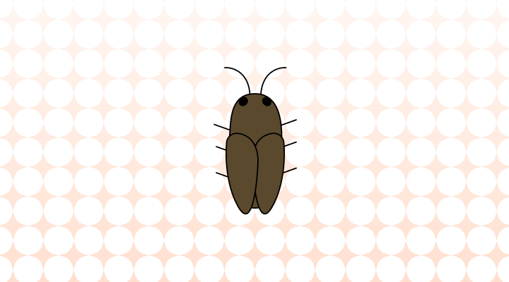바퀴벌레 영어로 (Cockroach, Roach 차이와 뜻)