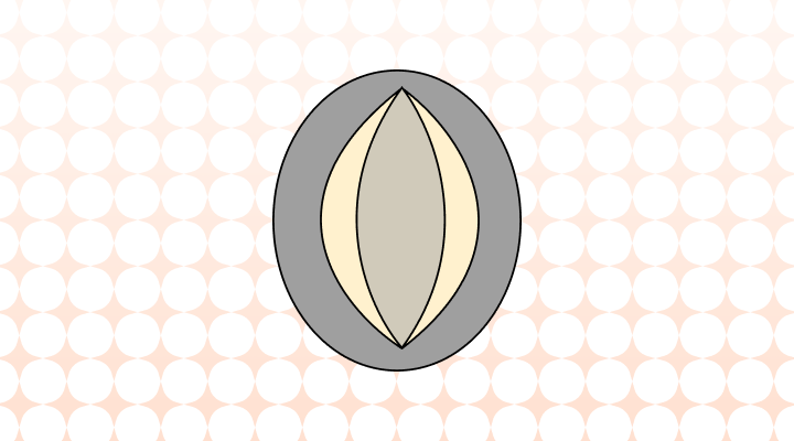 전복 영어로 (Abalone, Ear Shell, Sea Ears, Muttonshell 차이와 뜻)