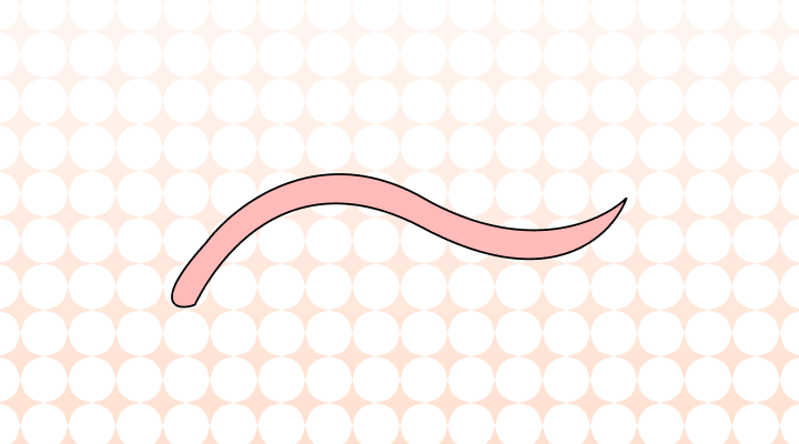 지렁이 영어로 (Earthworm, Rainworm, Fishworm 차이와 뜻)